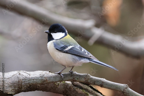 遊んでいるシジュウカラの写真