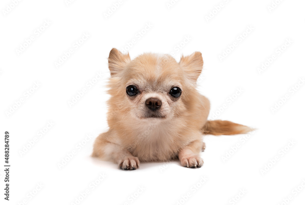 cute little brown chihuahua sitting on a white background. cute little brown chihuahua sitting on a white background.