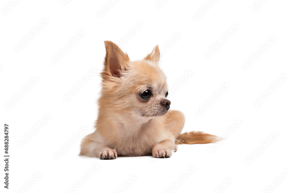 cute little brown chihuahua sitting on a white background.