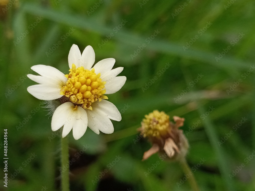 Obraz premium white daisy flower