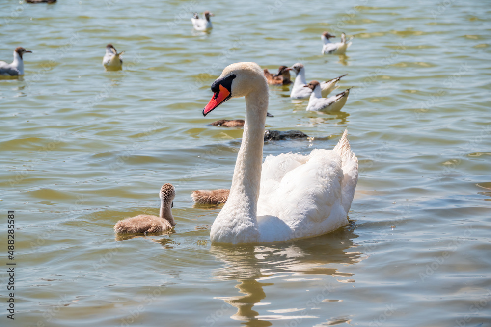 A female mute swan, Cygnus olor, swimming on a lake with its new born baby cygnets. Mute swan protects its small offspring. Gray, fluffy new born baby cygnets. A female mute swan, Cygnus olor, swimming on a lake with its new born baby cygnets. Mute swan protects its small offspring. Gray, fluffy new born baby cygnets.