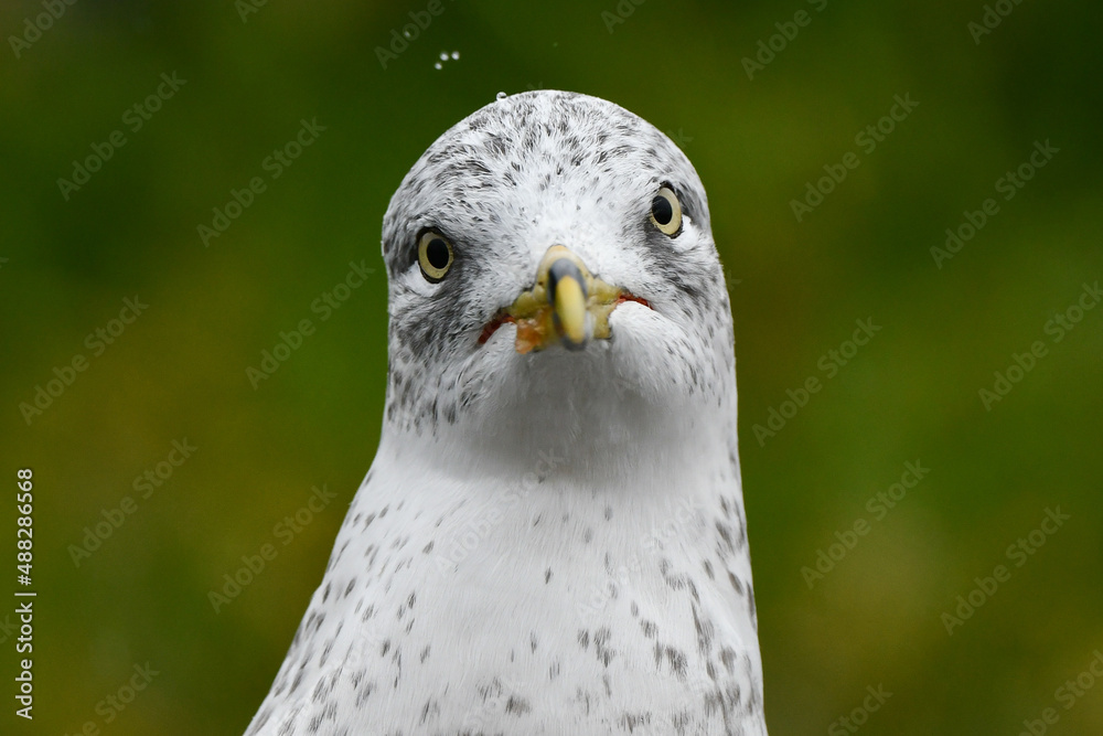 Fototapeta premium close up of an eagle