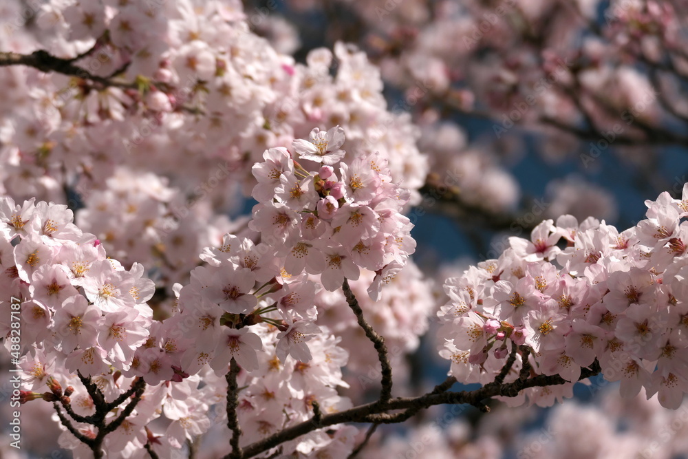 満開の桜のクローズアップ

