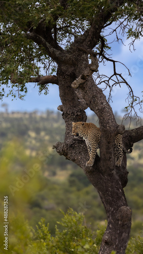 Big leopard in a tree