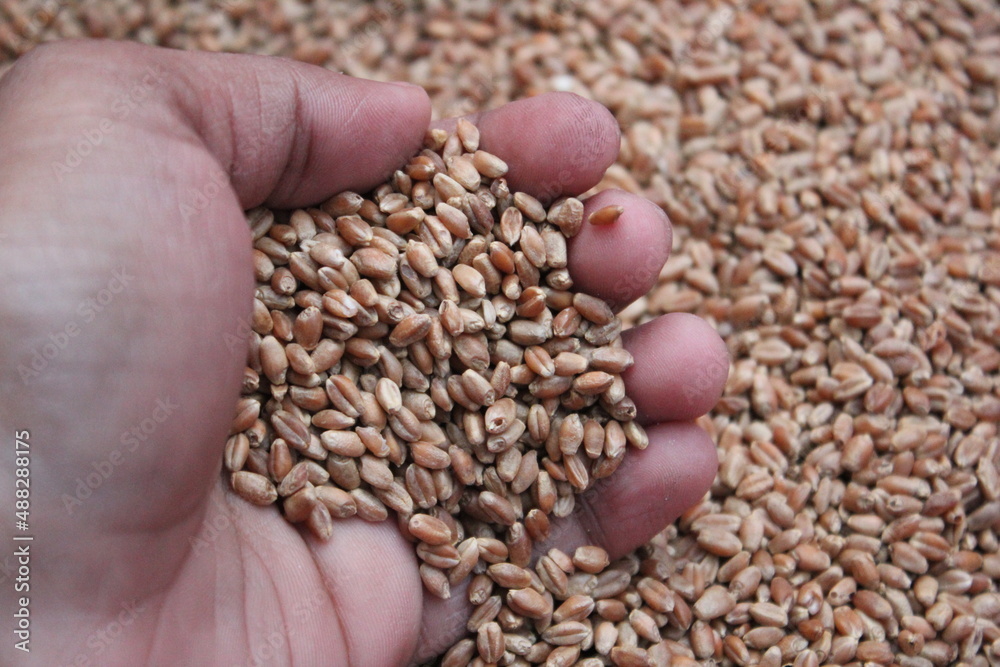 Closeup shot of wheat in the hand Closeup shot of wheat in the hand
