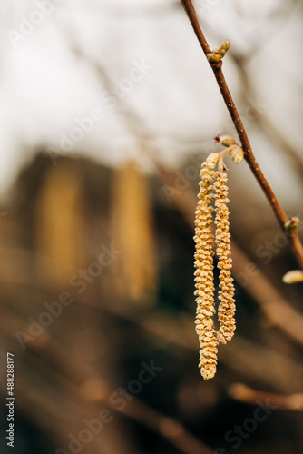 Golden seed pods on branch