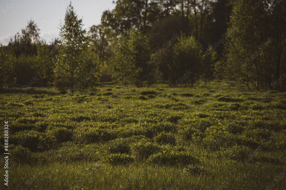 green meadow with small grass humps and deciduous forest ahead. Green landscape as background, sunny evening green meadow with small grass humps and deciduous forest ahead. Green landscape as background, sunny evening