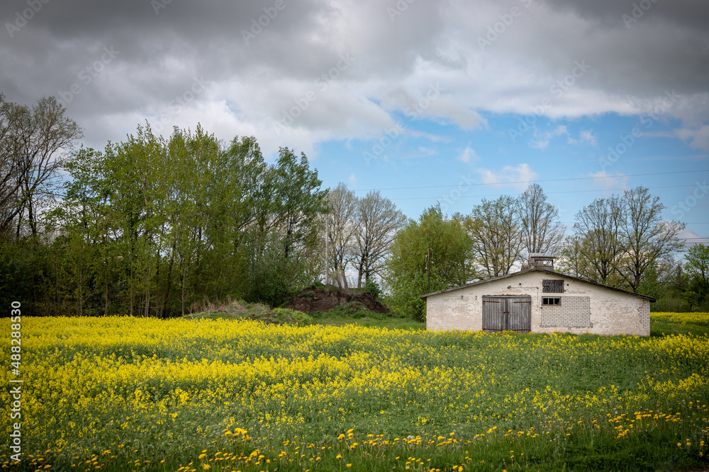 Obraz premium old farm house in blooming dandelion field
