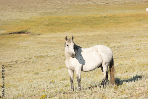 Fototapeta Naklejka Na Ścianę i Meble -  Wild Horse Sanctuary 