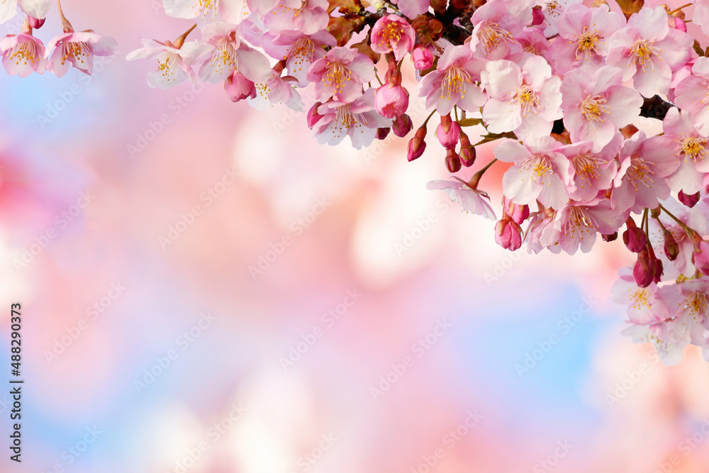 Fototapeta premium 桜の花 青空 