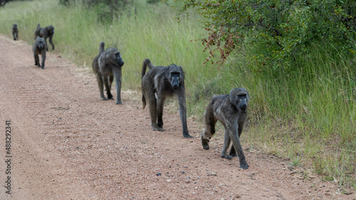 A troop of chacma baboons on the move
