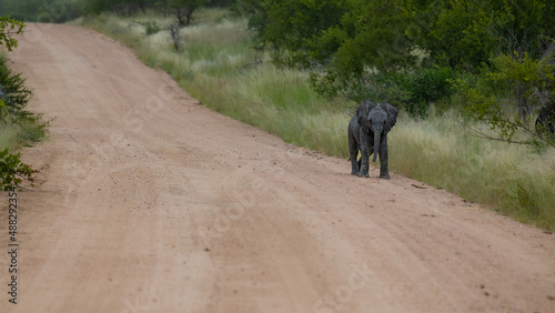 African elephant calf in the road alone