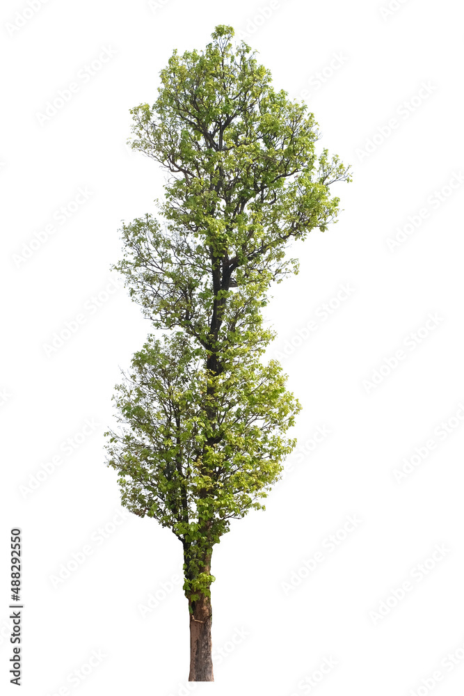 Fototapeta premium green tree side view isolated on white background for landscape and architecture layout drawing, elements for environment and garden