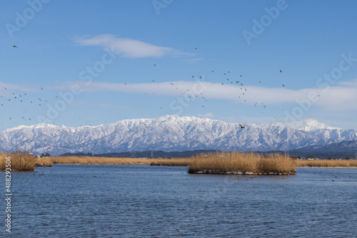 雪山と湖と渡り鳥