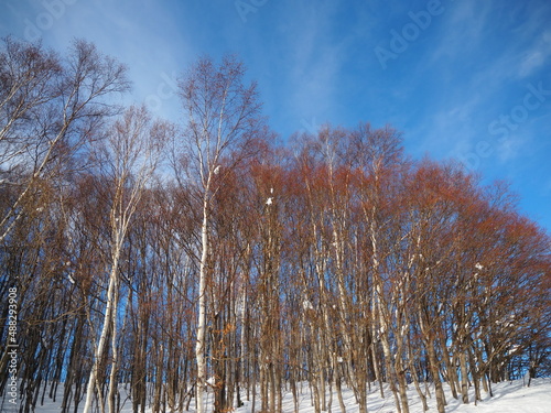 Wallpaper Mural 白樺と雪と青空 Torontodigital.ca