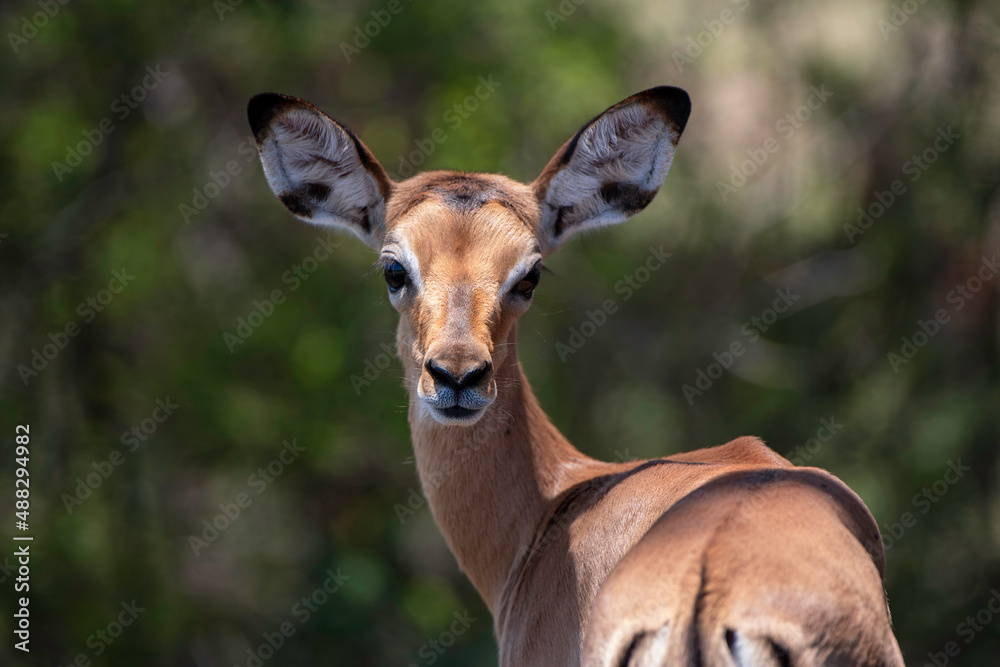 Impala