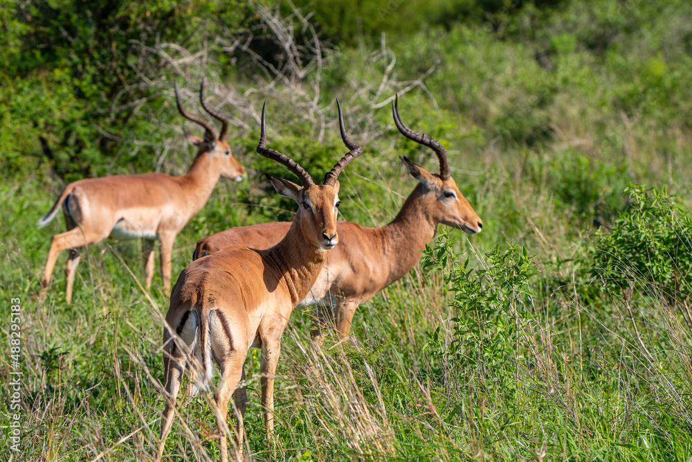 Impala