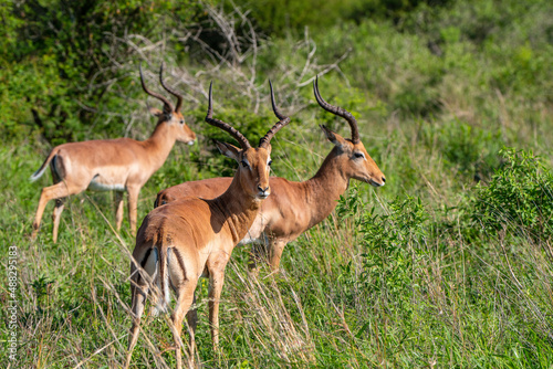 Impala