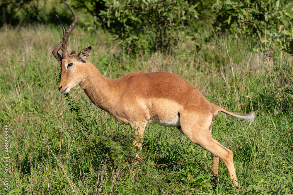 Impala