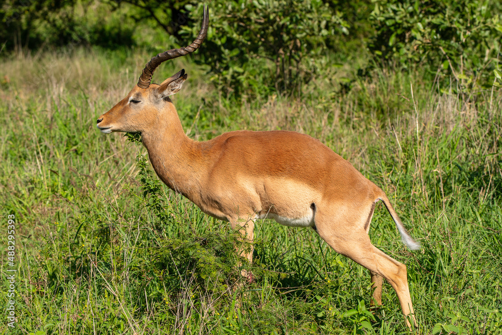 Impala