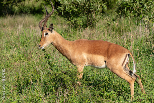 Impala