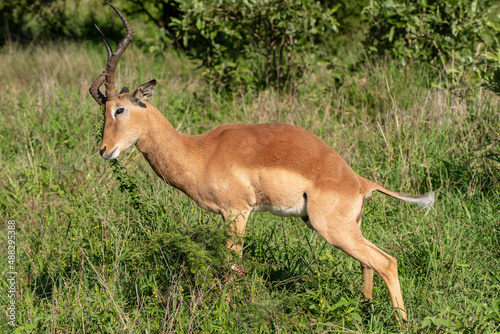 Obraz na płótnie Impala w salonie