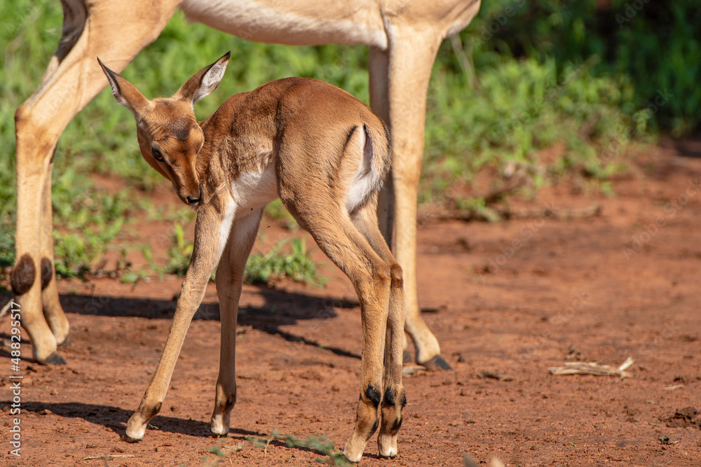 Impala
