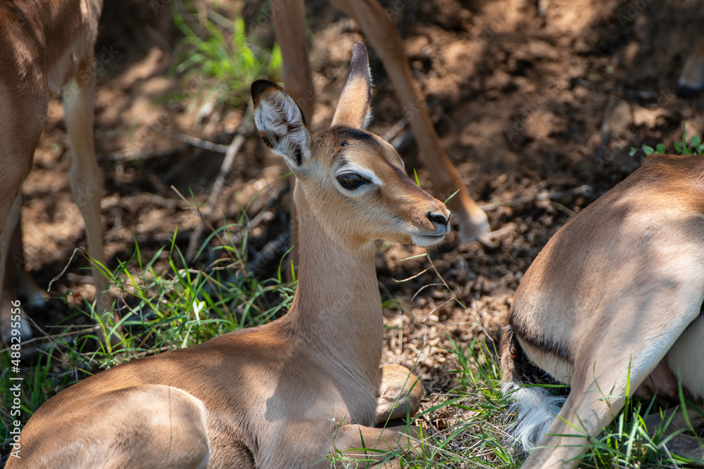 Impala