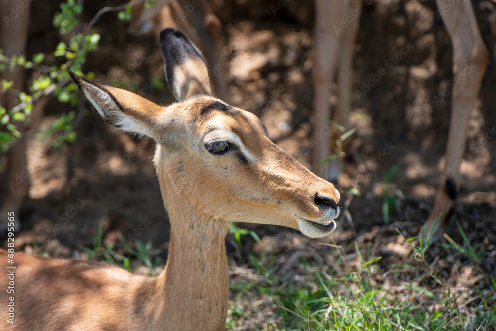 Impala