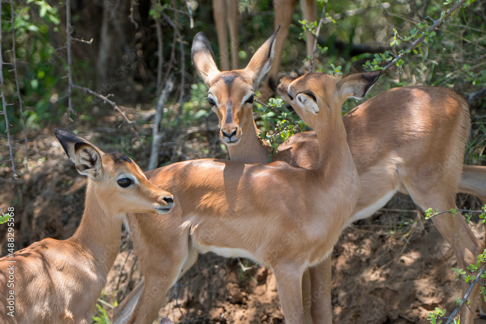 Impala