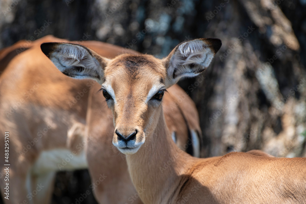 Impala