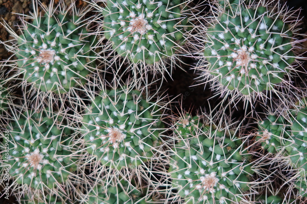 Closeup of cactus in a garden. Closeup of cactus in a garden.