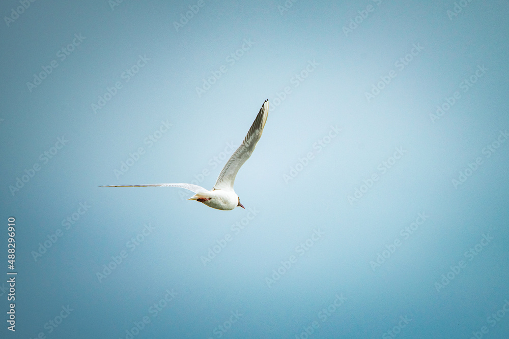 A beautiful seagull is circling over the river on a summer day. A beautiful seagull is circling over the river on a summer day.