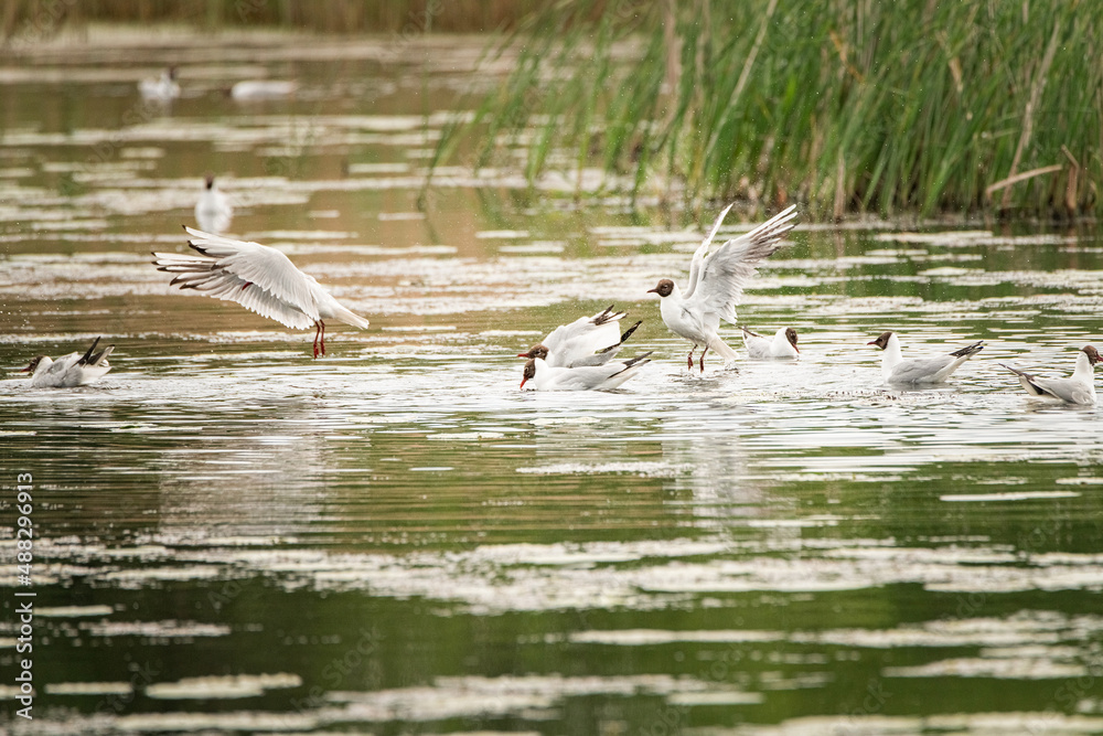 A beautiful seagull flounders in the river on a summer day. A beautiful seagull flounders in the river on a summer day.