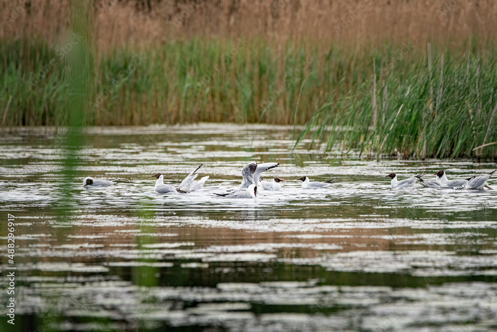 A beautiful seagull flounders in the river on a summer day. A beautiful seagull flounders in the river on a summer day.