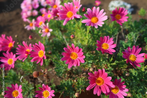 Margaret blooming in spring garden.