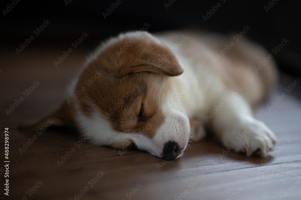 Puppy welsh corgi pembroke sleeping at home Puppy welsh corgi pembroke sleeping at home