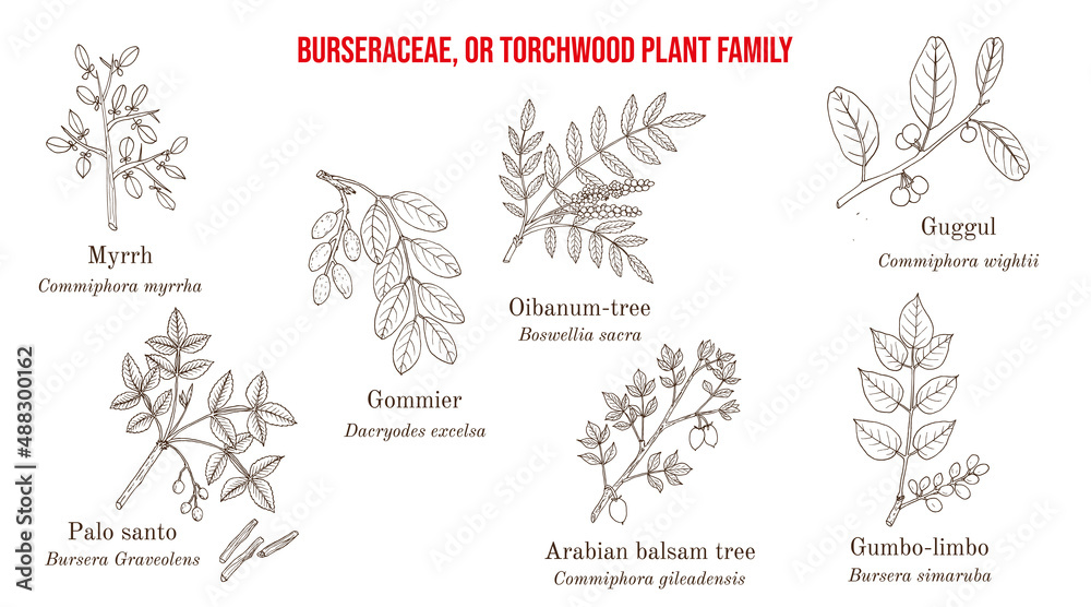 The Burseraceae, or torchwood plant family collection