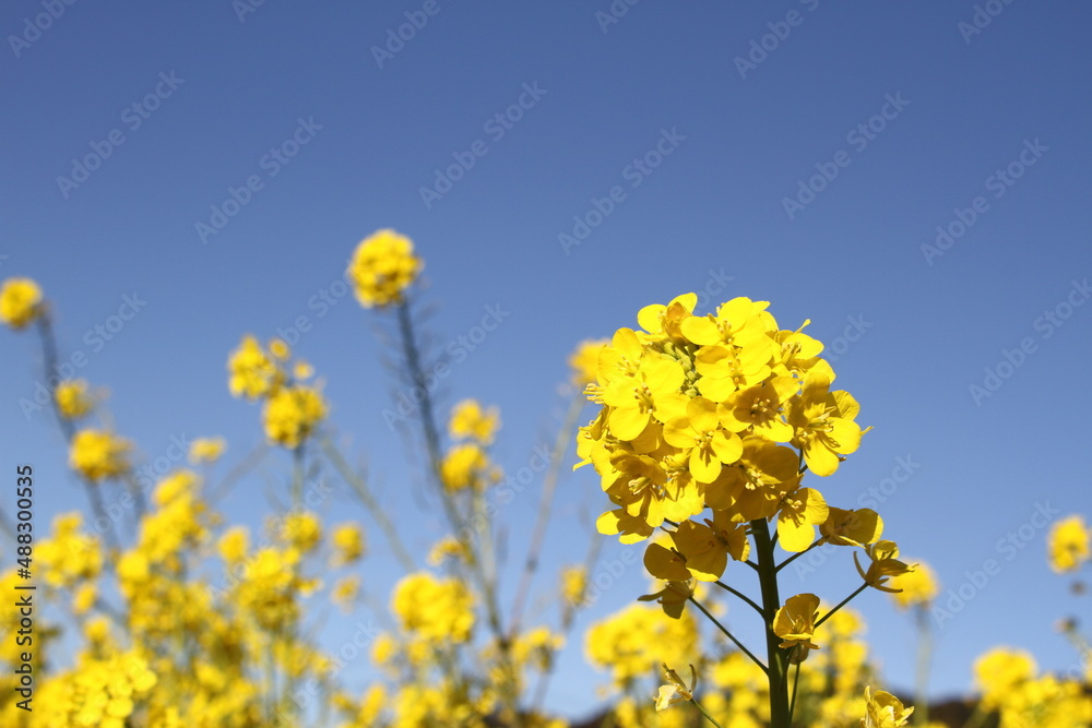 Rape blossoms with a beautiful backdrop of blue sky. Rape blossoms with a beautiful backdrop of blue sky.