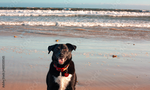 Buddy the Borador at the Beach photo