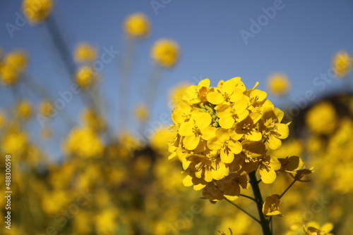 Rape blossoms with a beautiful backdrop of blue sky.