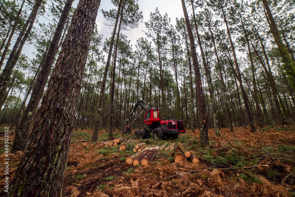 harvester machine knocking down a pine tree to clear up the forest harvester machine knocking down a pine tree to clear up the forest