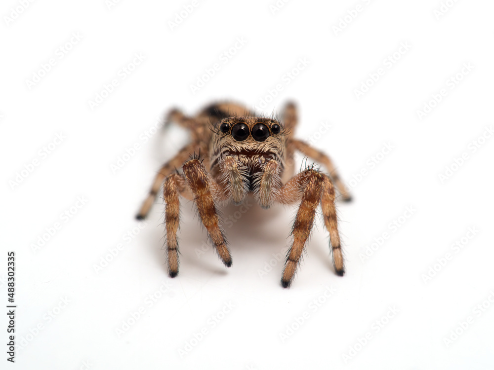 Fototapeta premium P1010031 tiny jumping spider (Pelegrina aeneola) isolated on white cECP 2020