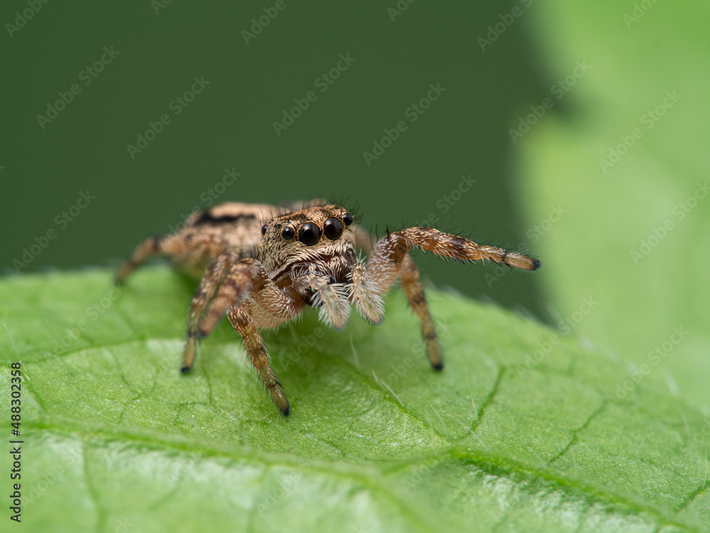 P1010073 tiny jumping spider (Pelegrina aeneola) on green leaf with front legs raised cECP 2020 P1010073 tiny jumping spider (Pelegrina aeneola) on green leaf with front legs raised cECP 2020