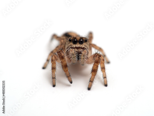P1010031 tiny jumping spider (Pelegrina aeneola) isolated on white cECP 2020