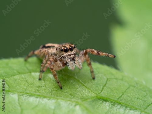 P1010073 tiny jumping spider (Pelegrina aeneola) on green leaf with front legs raised cECP 2020