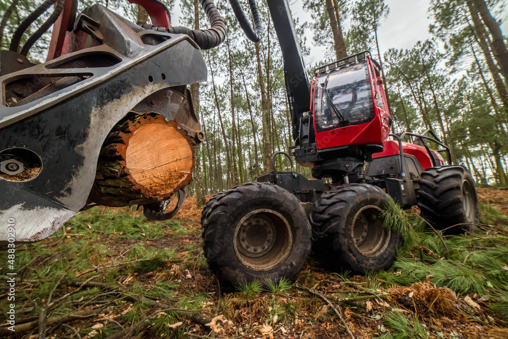close up view of a harvester machine truncating a pine tree to thin out the forest close up view of a harvester machine truncating a pine tree to thin out the forest