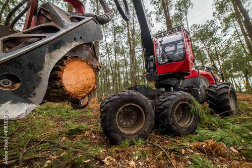 close up view of a harvester machine truncating a pine tree to thin out the forest