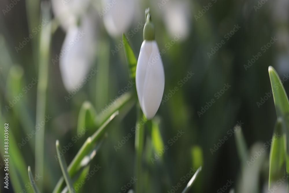 Fototapeta premium Schneeglöckchen