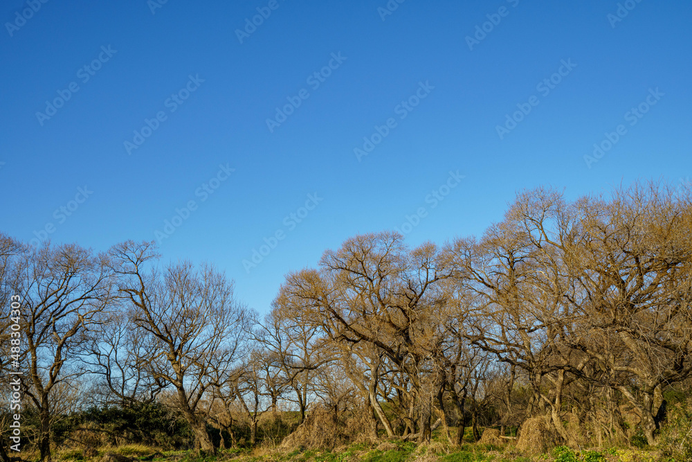 Fototapeta premium 青い空